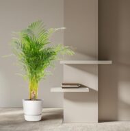 Areca-Palme - Ø21cm - H130cm – Bild 12