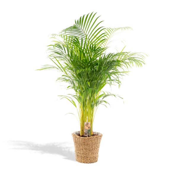 thumbnail_600-392 Areca mit Korb - H130cm - Ø24cm – Bild 1