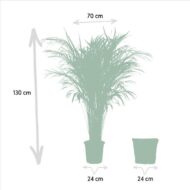 Areca mit Korb - H130cm - Ø24cm – Bild 4