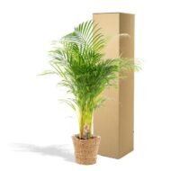 Areca mit Korb - H130cm - Ø24cm – Bild 5