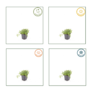 24x thymus serpyllum - ↕10-25cm - Ø9cm – Bild 4