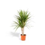 Dracaena Marginata - Ø17cm - H90cm