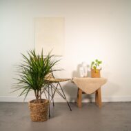 Dracaena Marginata - Ø17cm - H90cm – Bild 2