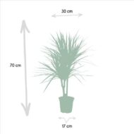 Dracaena Marginata - Ø17cm - H90cm – Bild 5