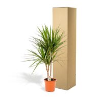 Dracaena Marginata - Ø17cm - H90cm – Bild 6