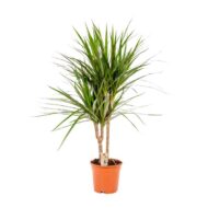 Dracaena Marginata - Ø17cm - H90cm – Bild 9