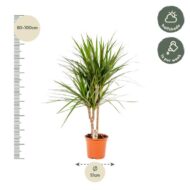 Dracaena Marginata - Ø17cm - H90cm – Bild 10