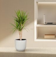 Dracaena Marginata - Ø17cm - H90cm – Bild 12