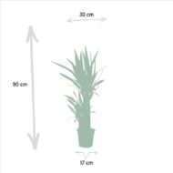 Yucca - Ø17cm - H90cm – Bild 5