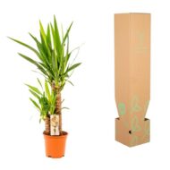 Yucca - Ø17cm - H90cm – Bild 11