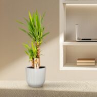 Yucca - Ø17cm - H90cm – Bild 12