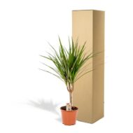 Dracaena Marginata - Ø14cm - H60cm – Bild 5