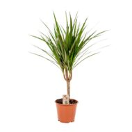 Dracaena Marginata - Ø14cm - H60cm – Bild 8