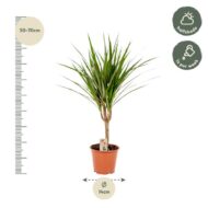 Dracaena Marginata - Ø14cm - H60cm – Bild 9