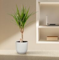 Dracaena Marginata - Ø14cm - H60cm – Bild 11