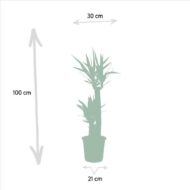 Yucca - Ø21cm - H100cm – Bild 4