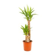 Yucca - Ø21cm - H100cm – Bild 9