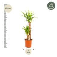 Yucca - Ø21cm - H100cm – Bild 10