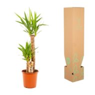 Yucca - Ø21cm - H100cm – Bild 11