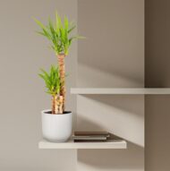 Yucca - Ø21cm - H100cm – Bild 12