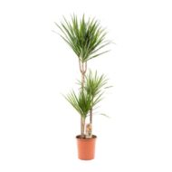 Dracaena Marginata - Ø21cm - H110cm – Bild 9