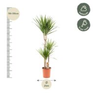 Dracaena Marginata - Ø21cm - H110cm – Bild 10