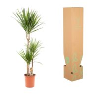 Dracaena Marginata - Ø21cm - H110cm – Bild 11