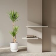 Dracaena Marginata - Ø21cm - H110cm – Bild 12