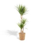 Dracaena mit Korb - H120cm - Ø21cm