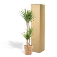 Dracaena mit Korb - H120cm - Ø21cm – Bild 5