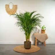 Areca-Palme - Ø21cm - H100cm – Bild 2