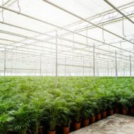 Areca-Palme - Ø21cm - H100cm – Bild 7