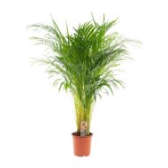 Areca-Palme - Ø21cm - H100cm – Bild 9