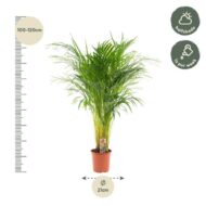 Areca-Palme - Ø21cm - H100cm – Bild 10