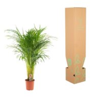 Areca-Palme - Ø21cm - H100cm – Bild 11