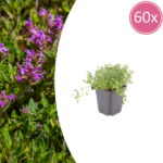 60x thymus serpyllum - ↕10-25cm - Ø9cm
