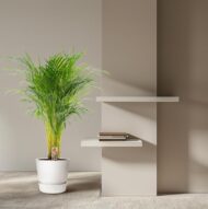 Areca-Palme - Ø21cm - H100cm – Bild 12