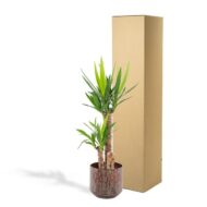 Yucca mit Topf - H100cm - Ø21cm – Bild 5