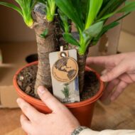 Yucca mit Topf - H100cm - Ø21cm – Bild 6