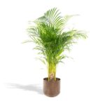 Areca-Palme mit Topf - H110cm - Ø21cm