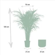 Areca-Palme mit Topf - H110cm - Ø21cm – Bild 3