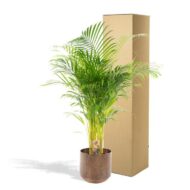 Areca-Palme mit Topf - H110cm - Ø21cm – Bild 4