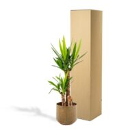 Yucca mit Topf - H100cm - Ø21cm – Bild 5