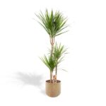 Dracaena mit Topf - H120cm - Ø21cm
