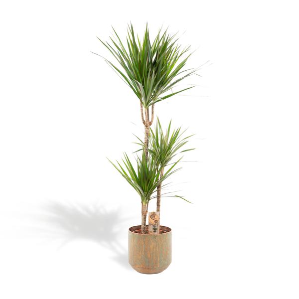 thumbnail_600-509 Dracaena mit Topf - H120cm - Ø21cm – Bild 1
