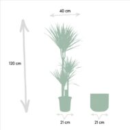 Dracaena mit Topf - H120cm - Ø21cm – Bild 4
