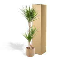 Dracaena mit Topf - H120cm - Ø21cm – Bild 5
