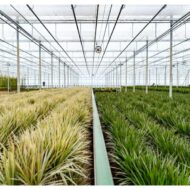 Dracaena mit Topf - H120cm - Ø21cm – Bild 7