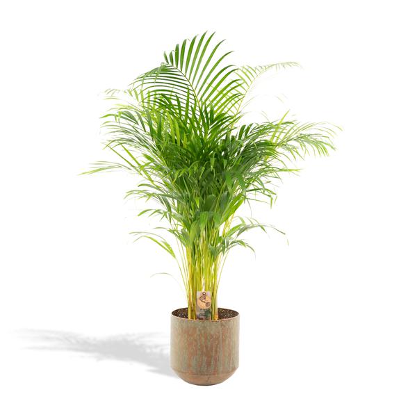 thumbnail_600-524 Areca-Palme mit Topf - H130cm - Ø24cm – Bild 1