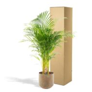 Areca-Palme mit Topf - H130cm - Ø24cm – Bild 4
